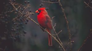 Preview wallpaper cardinal, red, bird, branch