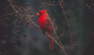 Preview wallpaper cardinal, red, bird, branch