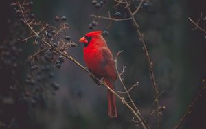 Preview wallpaper cardinal, red, bird, branch