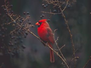 Preview wallpaper cardinal, red, bird, branch