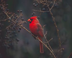 Preview wallpaper cardinal, red, bird, branch