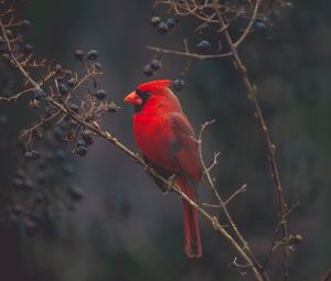 Preview wallpaper cardinal, red, bird, branch
