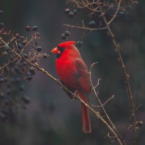 Preview wallpaper cardinal, red, bird, branch