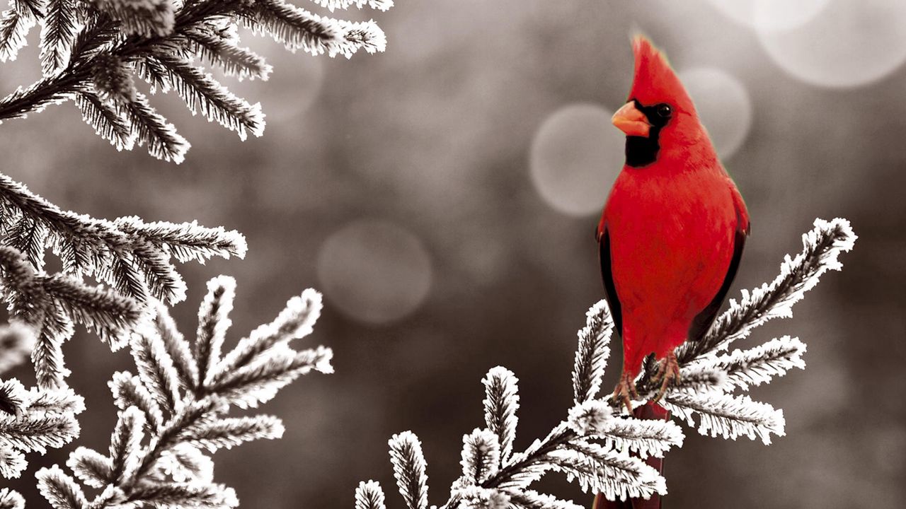 Wallpaper cardinal red, branch, bird