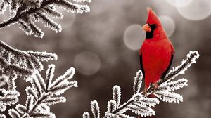 Preview wallpaper cardinal red, branch, bird