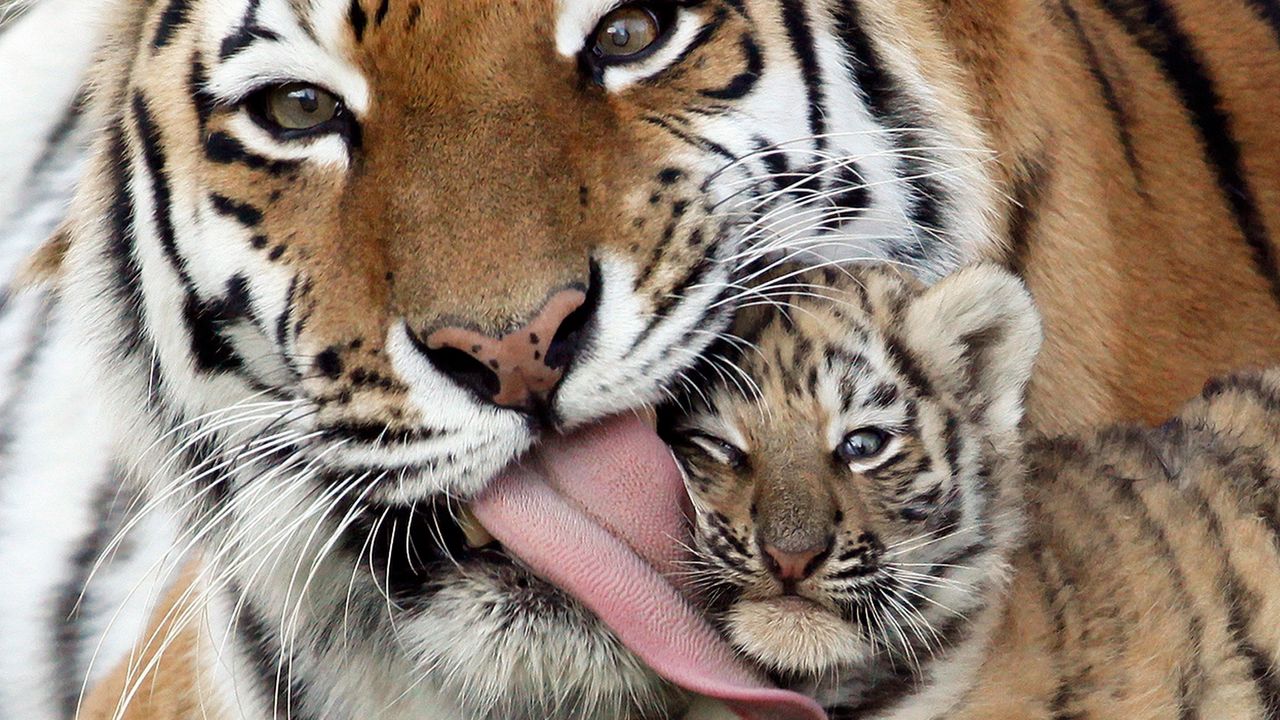 Wallpaper caring, kindness, tiger, tiger cub, tongue