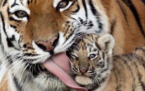 Preview wallpaper caring, kindness, tiger, tiger cub, tongue