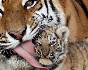 Preview wallpaper caring, kindness, tiger, tiger cub, tongue