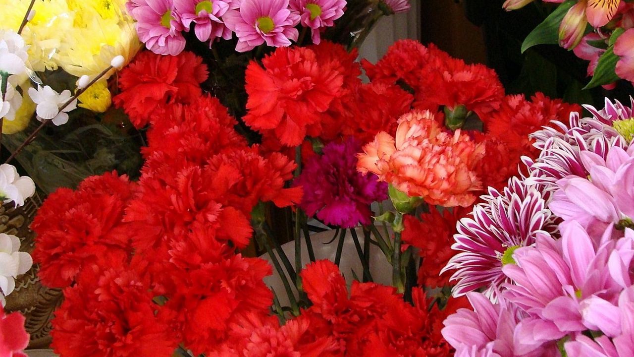 Wallpaper carnation, alstroemeria, chrysanthemums, flowers, counter