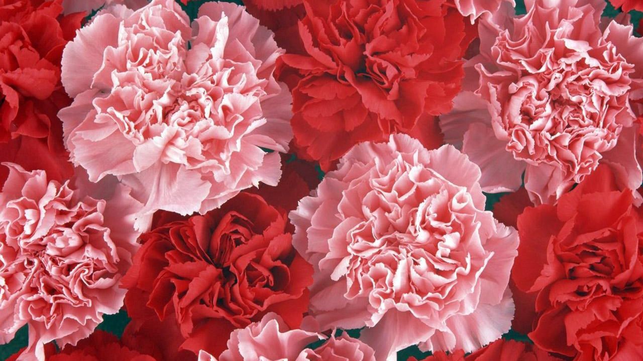 Wallpaper carnation, buds, red, pink