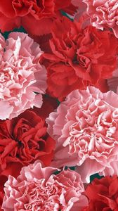 Preview wallpaper carnation, buds, red, pink