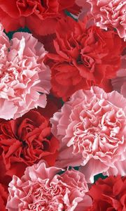 Preview wallpaper carnation, buds, red, pink