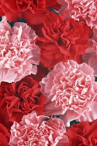 Preview wallpaper carnation, buds, red, pink