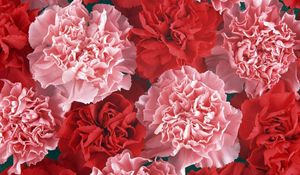 Preview wallpaper carnation, buds, red, pink