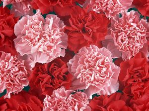 Preview wallpaper carnation, buds, red, pink