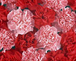 Preview wallpaper carnation, buds, red, pink