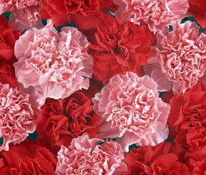 Preview wallpaper carnation, buds, red, pink