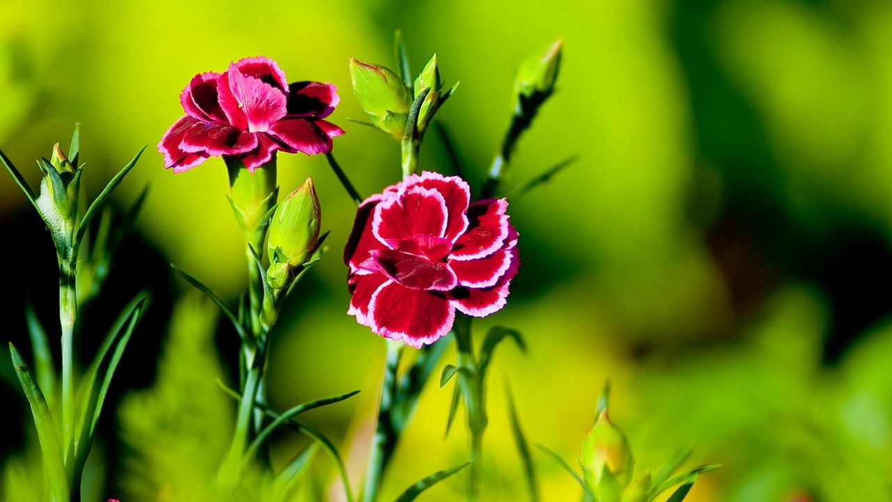 Wallpaper carnation, flower, grass, light, dark