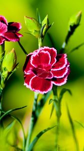 Preview wallpaper carnation, flower, grass, light, dark