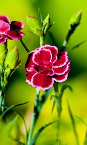 Preview wallpaper carnation, flower, grass, light, dark