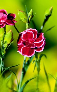 Preview wallpaper carnation, flower, grass, light, dark