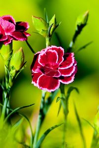 Preview wallpaper carnation, flower, grass, light, dark