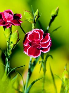 Preview wallpaper carnation, flower, grass, light, dark