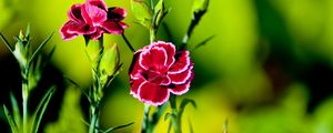 Preview wallpaper carnation, flower, grass, light, dark