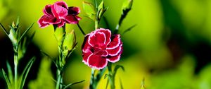 Preview wallpaper carnation, flower, grass, light, dark