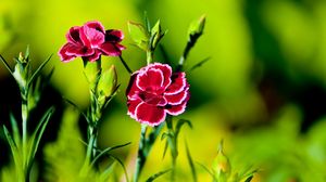 Preview wallpaper carnation, flower, grass, light, dark