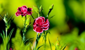 Preview wallpaper carnation, flower, grass, light, dark