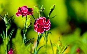 Preview wallpaper carnation, flower, grass, light, dark