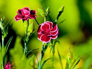 Preview wallpaper carnation, flower, grass, light, dark