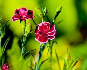 Preview wallpaper carnation, flower, grass, light, dark