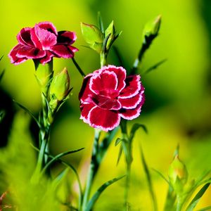 Preview wallpaper carnation, flower, grass, light, dark