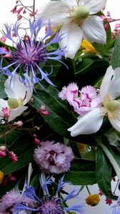 Preview wallpaper carnation, flowers, bouquets, composition, greens