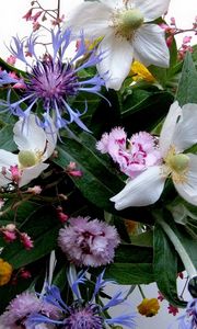 Preview wallpaper carnation, flowers, bouquets, composition, greens