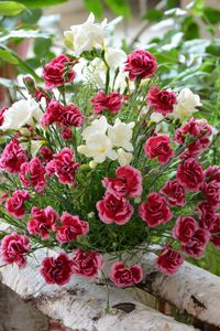 Preview wallpaper carnation, flowers, bouquets, composition, birch, herbs, beauty