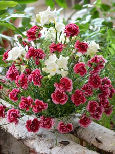 Preview wallpaper carnation, flowers, bouquets, composition, birch, herbs, beauty