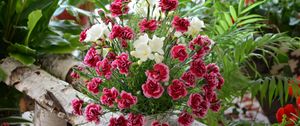 Preview wallpaper carnation, flowers, bouquets, composition, birch, herbs, beauty