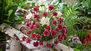 Preview wallpaper carnation, flowers, bouquets, composition, birch, herbs, beauty