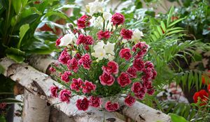 Preview wallpaper carnation, flowers, bouquets, composition, birch, herbs, beauty