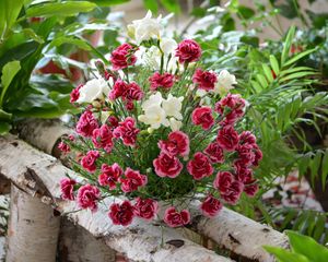 Preview wallpaper carnation, flowers, bouquets, composition, birch, herbs, beauty