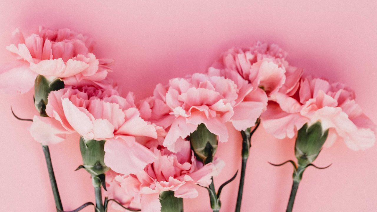 Wallpaper carnation, flowers, petals, pink