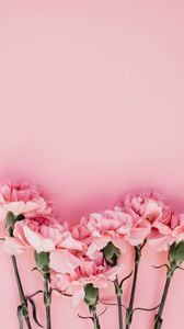 Preview wallpaper carnation, flowers, petals, pink