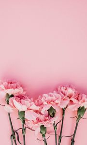 Preview wallpaper carnation, flowers, petals, pink