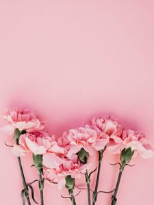 Preview wallpaper carnation, flowers, petals, pink