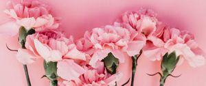 Preview wallpaper carnation, flowers, petals, pink