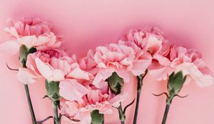 Preview wallpaper carnation, flowers, petals, pink