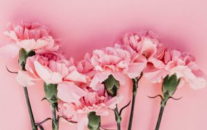 Preview wallpaper carnation, flowers, petals, pink